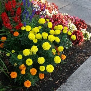 Meet your Posher, Mari